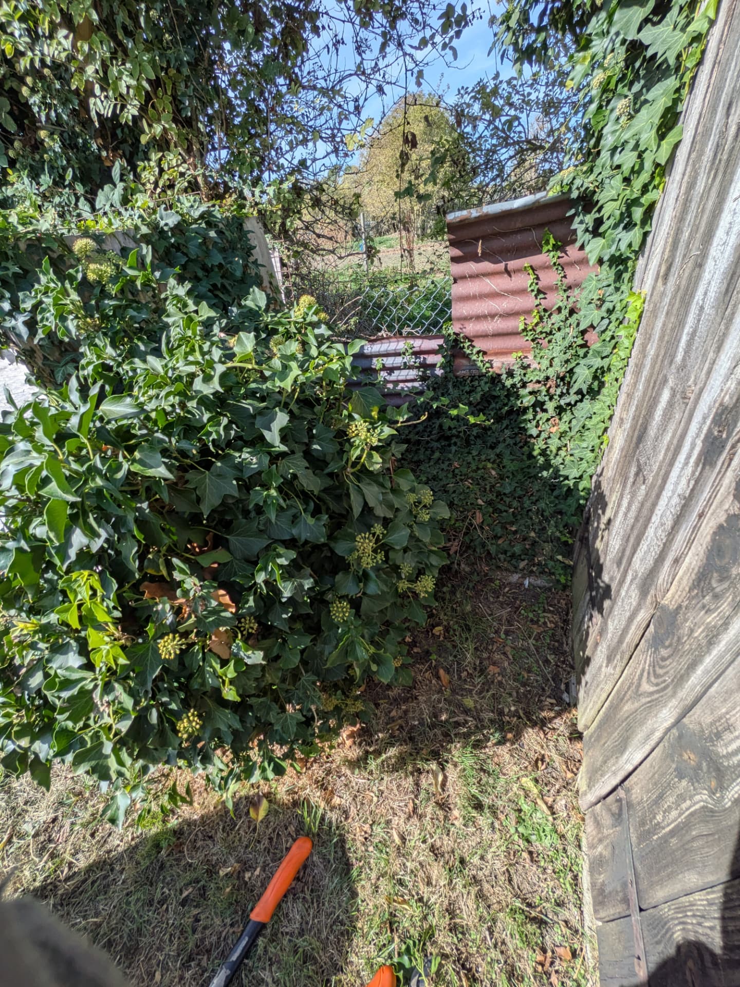 Ivy & overgrowth cut back before