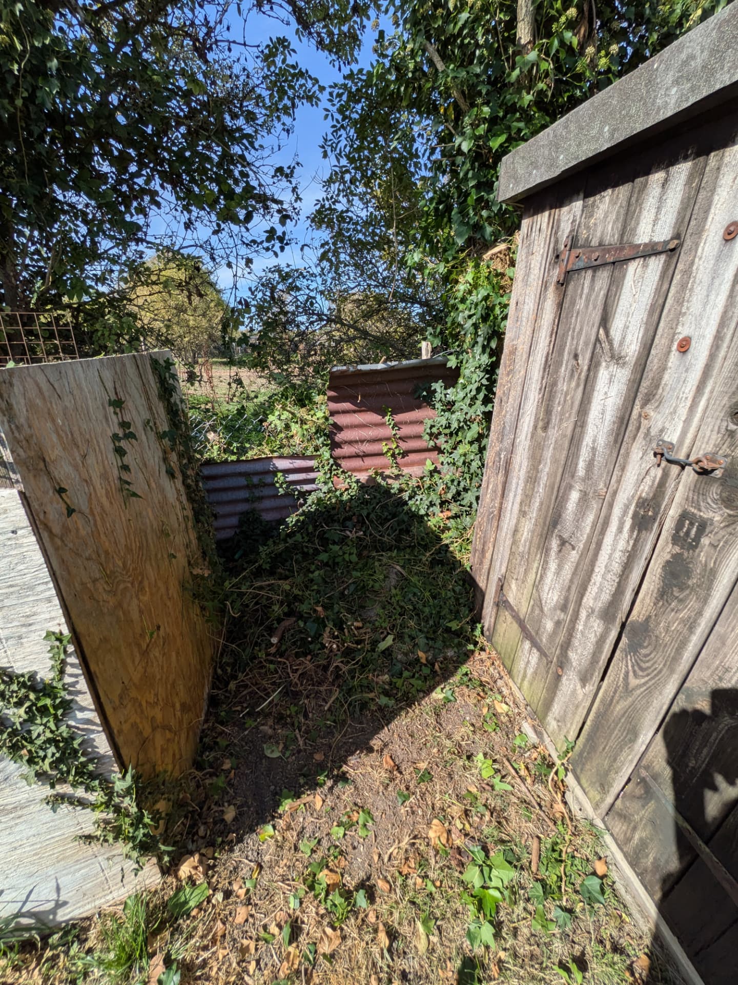 Ivy & overgrowth cut back after